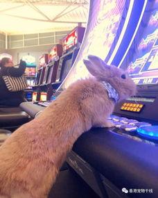 兔子爆料博主视频,视频背后的真实故事 第3张 兔子爆料博主视频,视频背后的真实故事 第3张